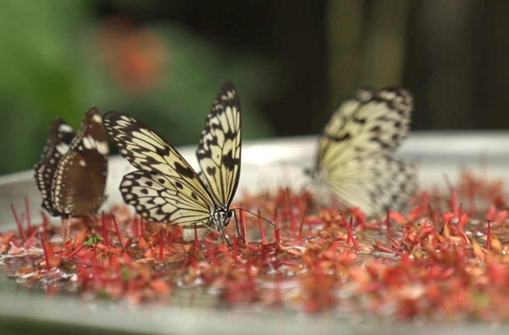Butterflies gather over a vibrant platter of fresh flowers inside a butterfly sanctuary in Marinduque—drawn by color, scent, and the quiet abundance of a well-tended garden.
