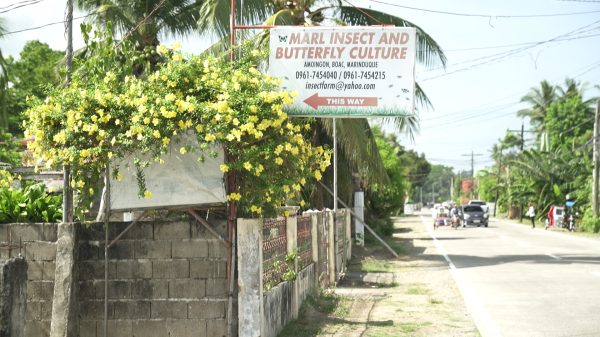Aside from a framed tarpaulin sign by the roadside, there’s little to suggest what waits inside Marl Insects & Butterfly Culture. But step through the gate, and you’ll find yourself in a quiet sanctuary where life unfolds on wings