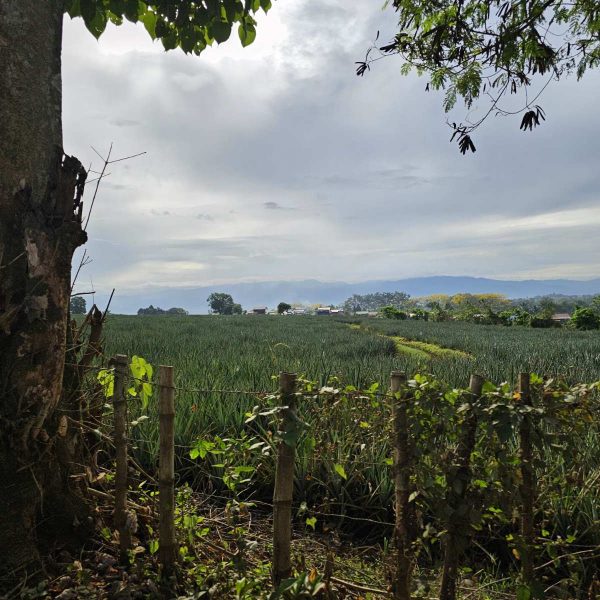 Alt text: A roadside view of expansive pineapple plantations in Mindanao—evidence of fertile land and agricultural potential that could strengthen national food security with the right support systems in place.
