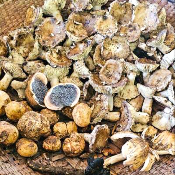 Assorted wild mushrooms in a woven basket, including a cut-open Sagada truffle mushroom showing its marbled black interior.