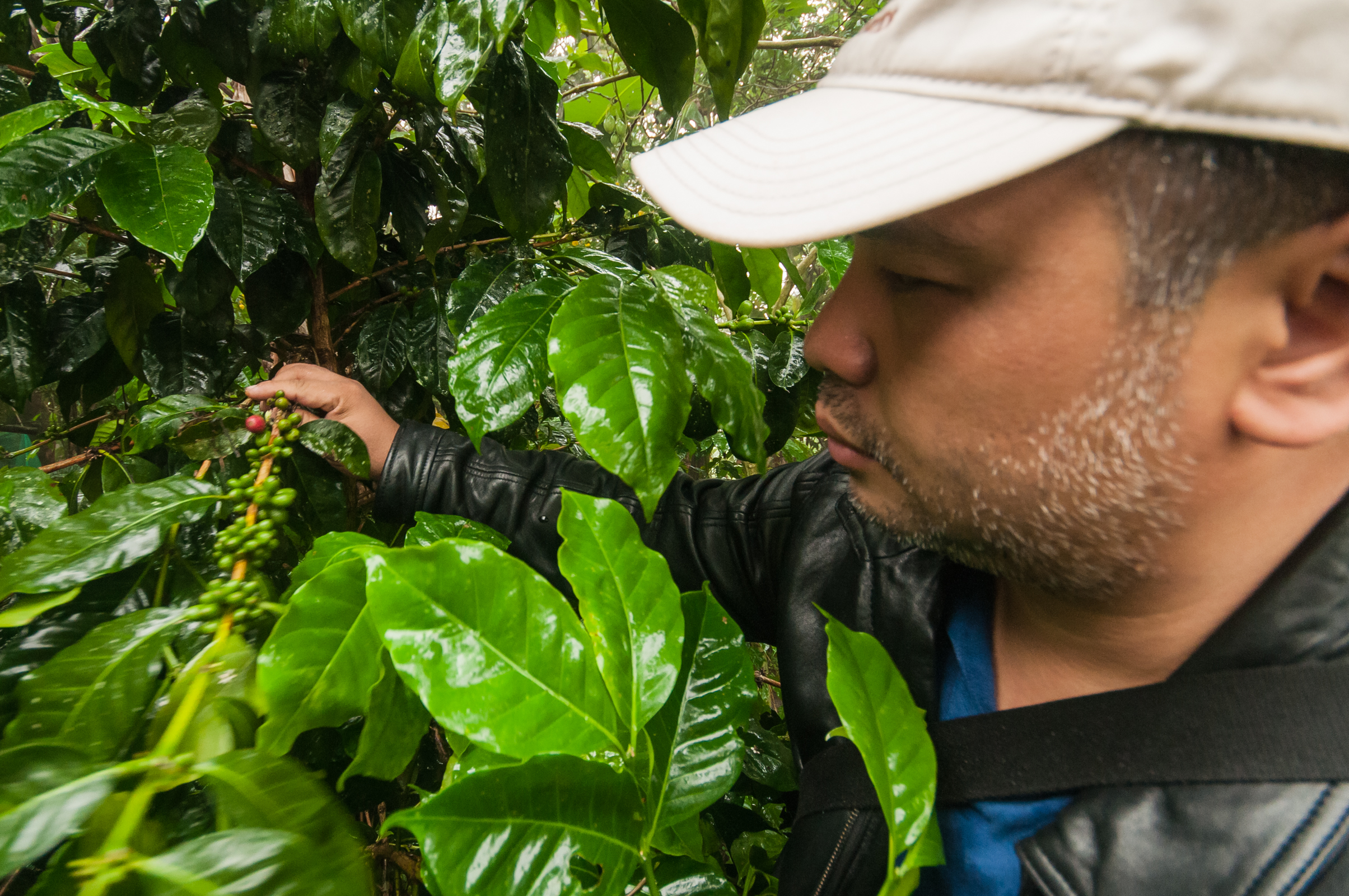 Rich Watanabe surveys ripening coffee cherries in the lush Philippine highlands—each berry a promise of flavor, each plant a testament to sustainable craft.