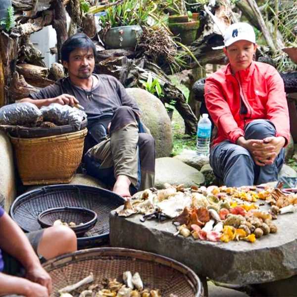 Assorted wild mushrooms including Sagada truffle mushroom displayed on a stone table, surrounded by resting foragers in Sagada.