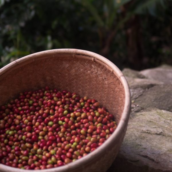 Heirloom Sagada coffees are picked by hand and naturally farmed. Working on coffees by hand, helps preserve traditional knowledge, connect the people with their ancestors, and protect the delicate balance of Sagada environment for future generations.