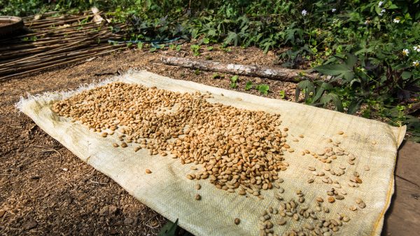 Almost ready—coffee berries drying by the roadside in Sagada, soaking up the last of the mountain sun before the next stage of their journey.