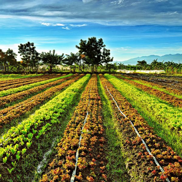 A wide view of an organic farm in Negros Occidental, part of the Negros organic farming movement’s push for sustainable food systems.