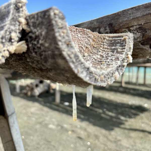 Saltwater drips hang like tiny beads at the tips of split bamboo. In Miag-ao, even the heat moves slow, turning water into salt one drop at a time.