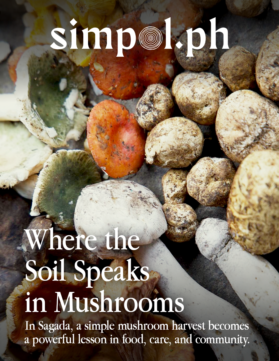 Assorted foraged mushrooms in Sagada laid out on a flat surface, showcasing the diversity of wild fungi collected during a forest foray — a visual glimpse into sustainable foraging practices in the Cordillera region.