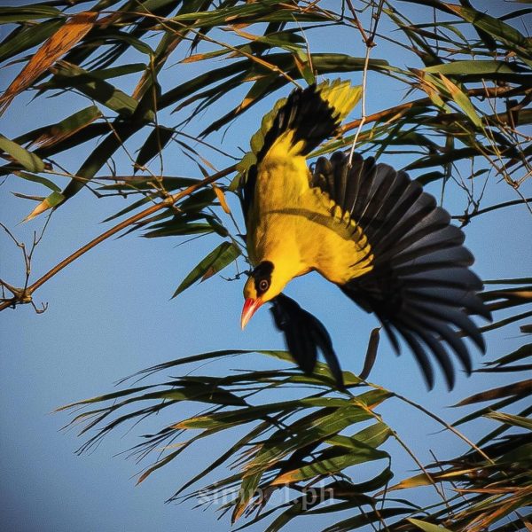 Black-naped oriole bird (kilyawan) perched on a tree at Kilyawan Farm Resort Batangas